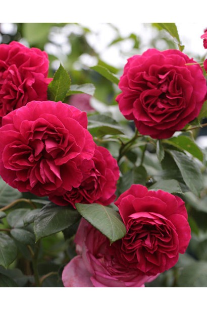 Троянда англійська Кінг Артур